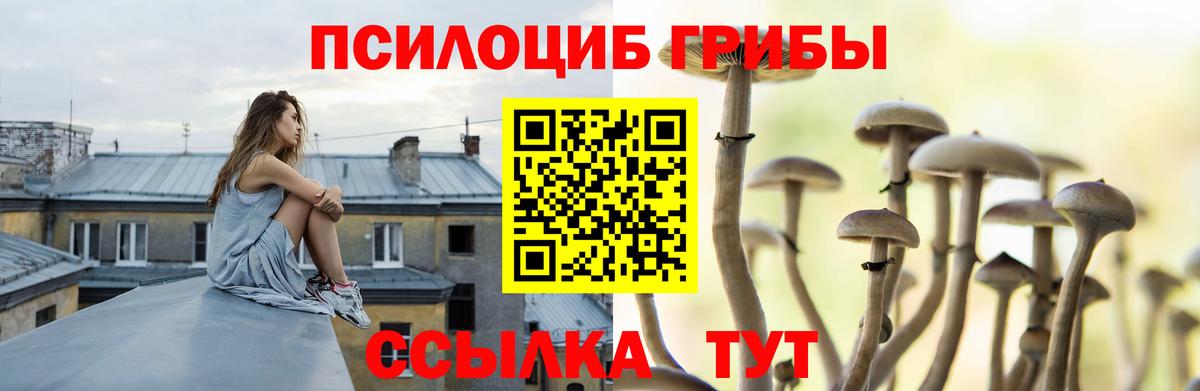 Сосновоборск  Галлюциногенные грибы прущие грибы  Галлюциногенные грибы Psilocybe  Вход с VPN 